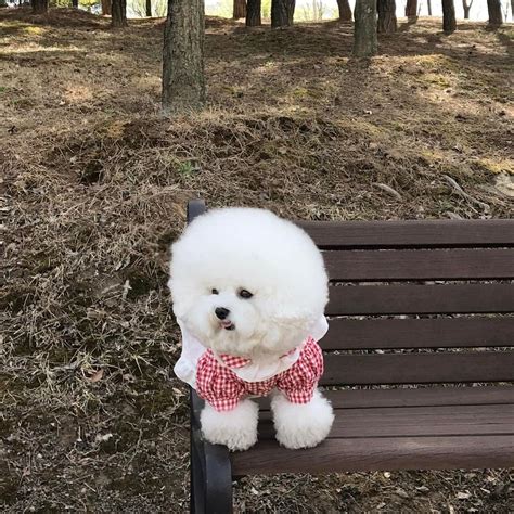 To Se Mi L B Koment Bichon Tori Na