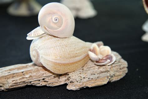 Pin On Sea Shell Crafts