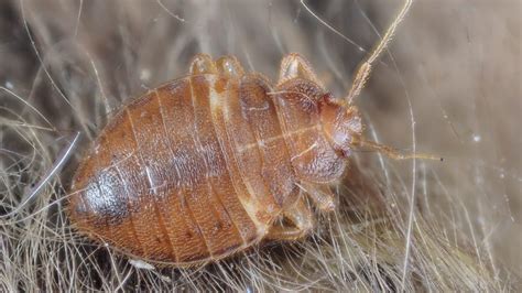Common Myths About Bed Bugs Insight Pest Solutions