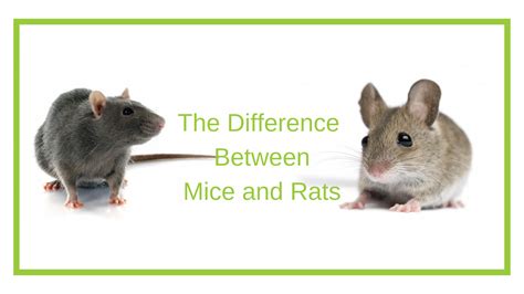 The Differences Between Mice And Rats Are Shown In This Image With
