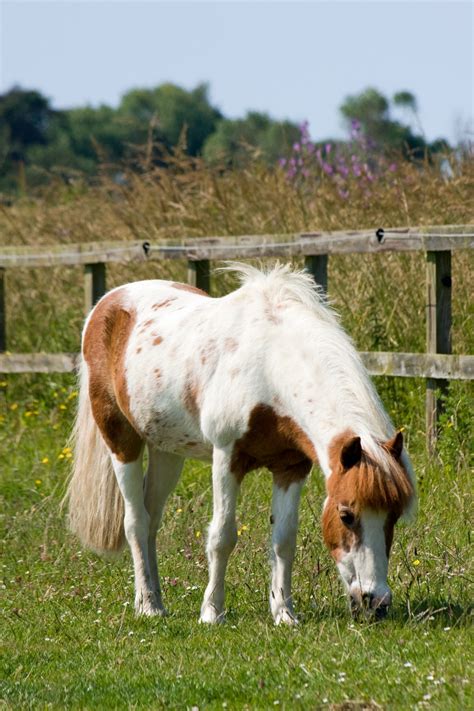 Horse Free Stock Photo Public Domain Pictures