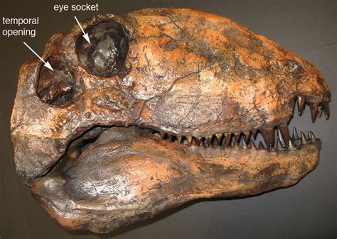 Crayons (black, grey, pink) paper … PALEO & GEO TOPICS: Comments by R. L. Squires: Skull and ...