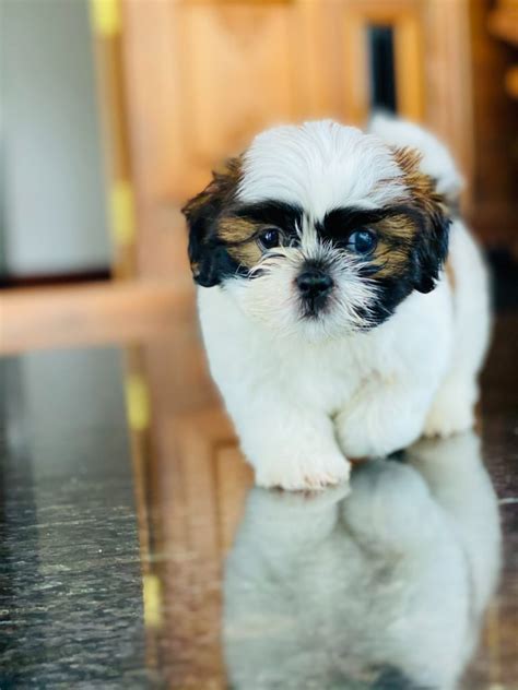 Shih Tzu Size Guide And Charts How Big Do Shih Tzus Get