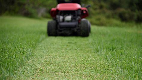 Augustine grass fungus services, florida lawns can not only successfully put an end to brown patch fungus but eliminate the risk of such brown we have been using problem solved pest control for a couple years now and are very impressed with their service and professionalism. Green Earth Pest Control And Lawn Maintenance St Augustine ...