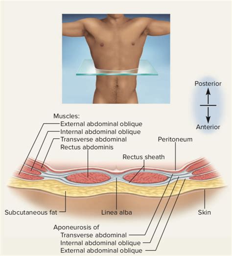 Core Muscles Physiopedia