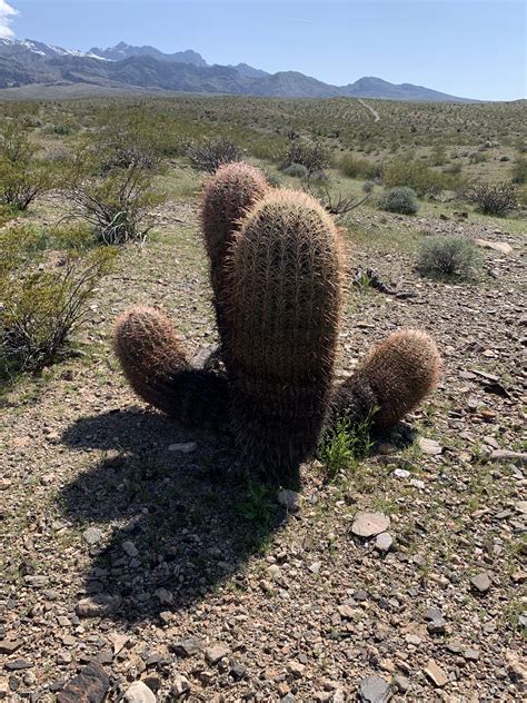 Nevada Desert Plants Plants Ba