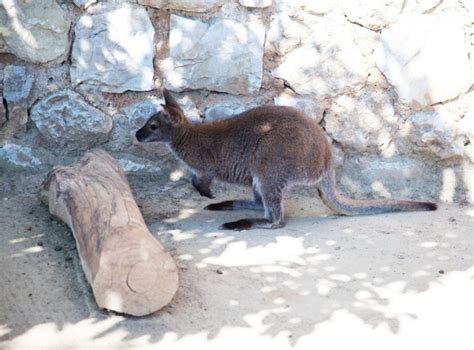 Jardin Animalier Tourism Monaco