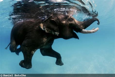 Elephant Underwater Photography