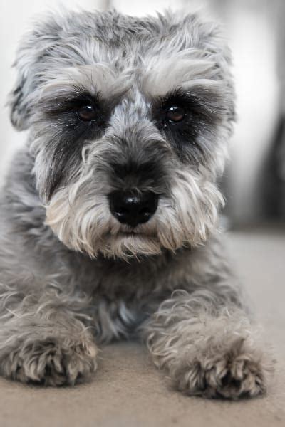 Wheaten Terrier Schnauzer Mix