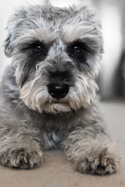 I communicate often and this won't change after you take your puppy home. Miniature Schnauzer: The Uber Terrier