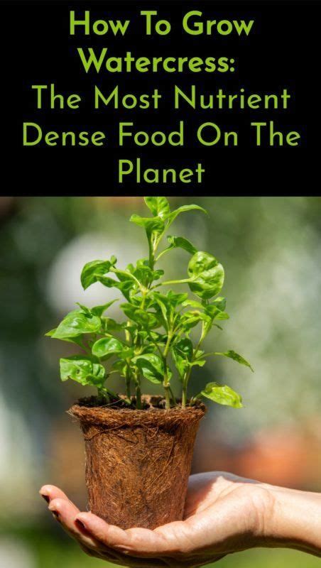 How To Grow Watercress The Most Nutrient Dense Food On The Planet Veg
