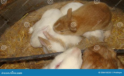 Rabbit Nest Rabbits Bunnies Bunny Rabbit Baby Newborns Newborn