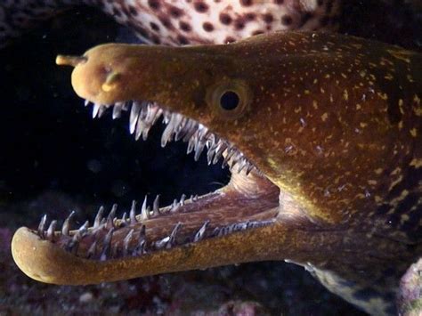 Diver Loses Thumb Feeding Moray Eels Not For The
