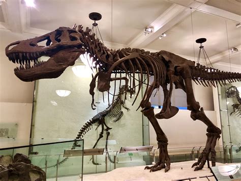 √ Dinosaurs Tyrannosaurus Rex Natural History Museum Alumn Photograph