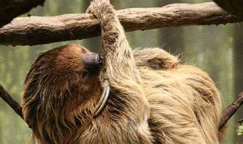 The Linnaeuss Two Toed Sloth Critter Science