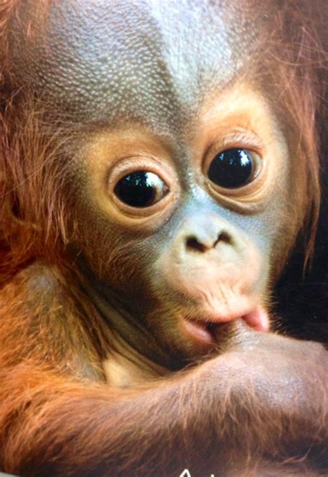 Sweet Little Orangutan Baby 💕 Orangutan Animals Gorilla
