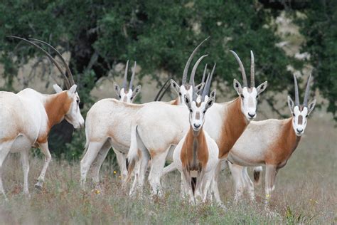 Conservation Of Scimitar Horned Oryx And Its Habitat In Dghoumes