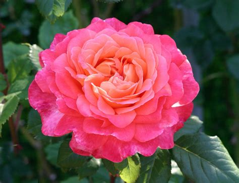Heirloom Rose Hybrid Tea Roses Shrub Roses Climbing Roses