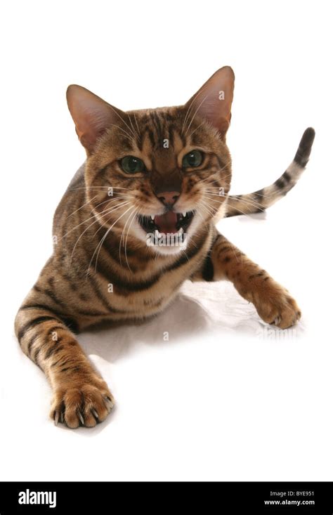 Cat Is Angry Cut Out Stock Images And Pictures Alamy