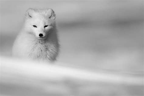 Leave No Trace Receives Grant From The Arctic Fox Initiative