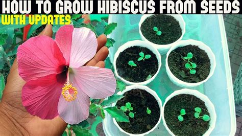 How To Grow Hibiscus From Seeds Full Updates Hardy Hibiscus