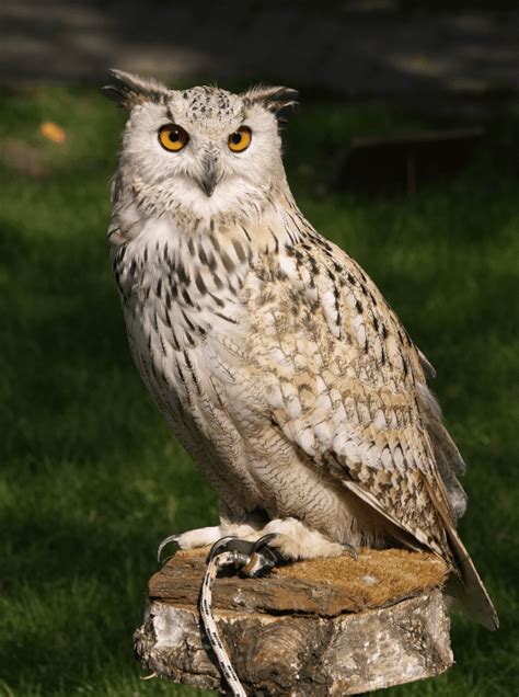 Eurasian Eagle Owl Animal Corner