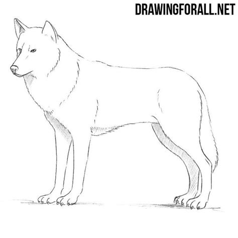 Discover 80 Anime Easy Wolf Drawing Latest Incdgdbentre