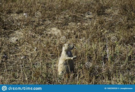 A Prairie Dog Colony In Eastern Colorado Stock Photo Image Of Cynomys
