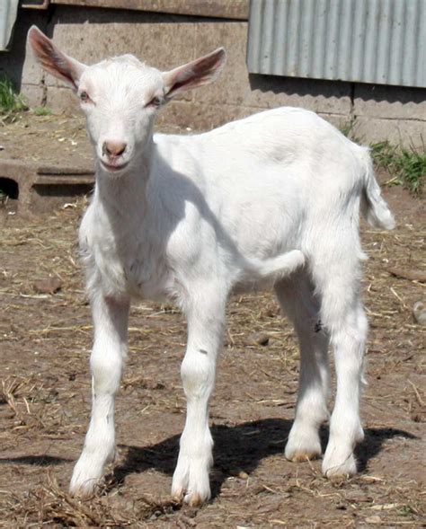 Century Farms 4 H Project Leads To A Lifetime Of Breeding Saanen Goats