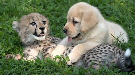 Baby Cheetah And Pup Become Fast Friends At The Columbus