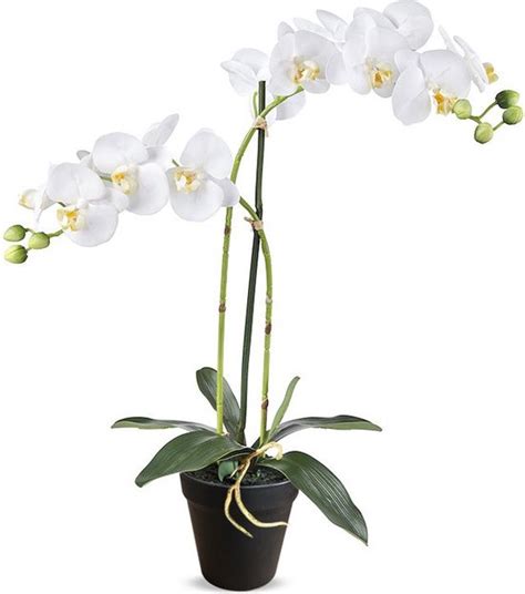 Kunstplant Orchidee Phalaenopsis Tak Wit H Cm Htt Decorations Bol