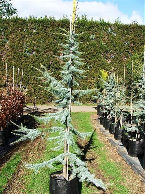 Blue Cedar Cedrus Atlantica Glauca Trees And More Ltd