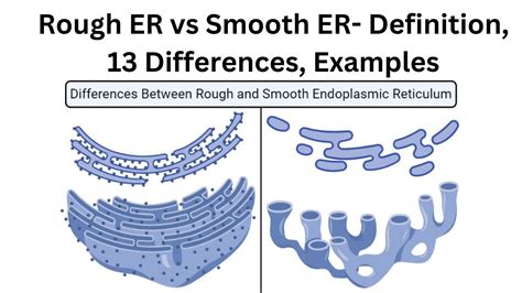 Rough Er Vs Smooth Er Definition 13 Differences Examples Youtube