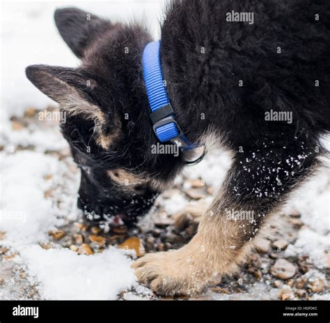 German Shepherd Puppy Dog Licking Snow Stock Photo Alamy