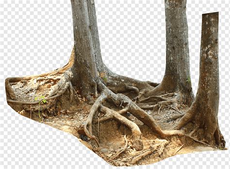 Trunk Driftwood Tree Stump Root Tree Leaf Branch Root Png PNGWing