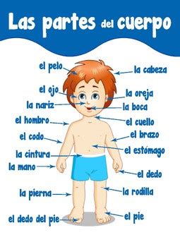 Before reading the body parts list, take a look at different human body systems so that it will be easier to understand how the body functions as a. Body parts in Spanish by Erica Bode | Teachers Pay Teachers