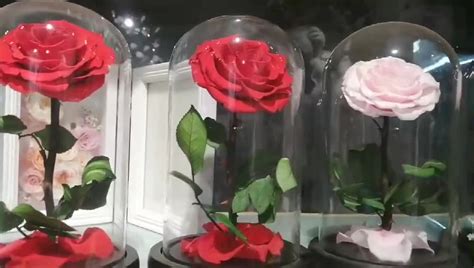 Wholesale Long Lasting Fresh Forever Real Touch Preserved Rose Flower