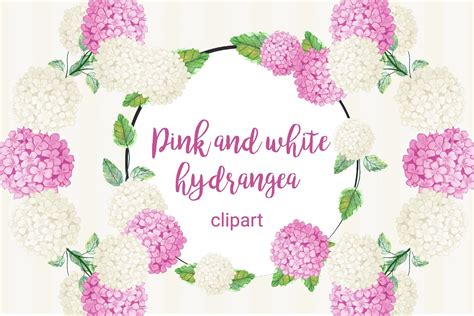 Pink and white hydrangea clipart | White hydrangea, Hydrangea, Watercolor hydrangea