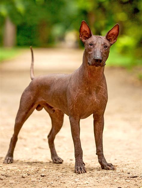 Can I Give Biscuits To My Puppy Xoloitzcuintli