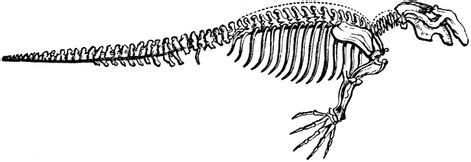 Graceful swimming of these animals served as inspiration for tales of sirens. 20+ Quaggas Skelette / Quagga's skeletons-Ideen | skelette ...