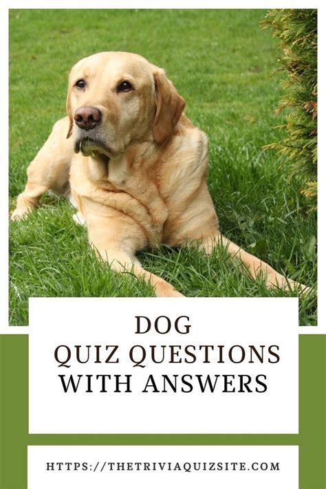 Dog Triviaquiz Dog Quiz Pub Quizzes Trivia Questions And Answers