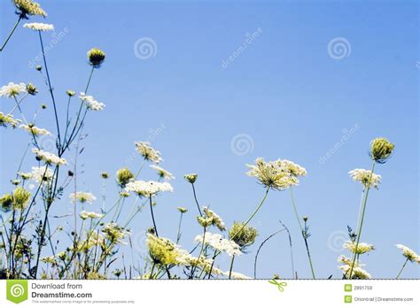 Field Of Cool White Flowers Royalty Free Stock Images