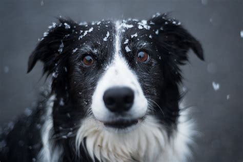 Selective Focus Photography Of Adult Black And White Border Collie