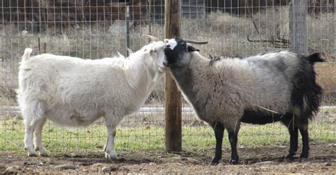 Liberty Farm Cashmere Goats Sisters Sisters