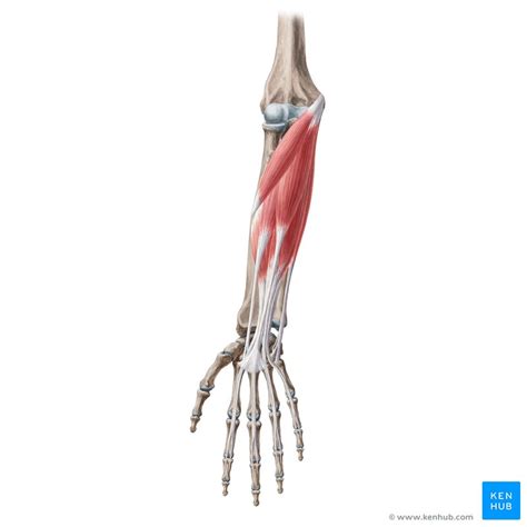 Superficial Anterior Forearm Muscle Anatomy And Function Kenhub
