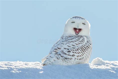 Snowy Owl Yawning Smiling In Snow Stock Photo Image 40561874