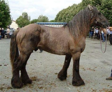 Poitevin Mulassier Or Trait Mulassier Is A Draft Horse From The Poitou
