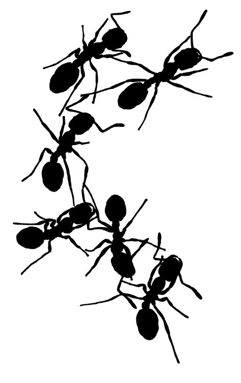 Ant Black And White Ant Outline Clip Art The 7 Wikiclipart