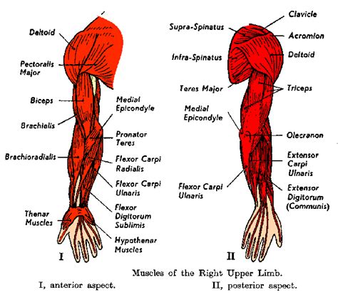 Muscle Names And Locations Human Muscle Names Anatomy Different
