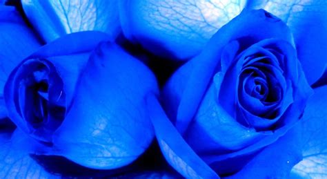 Beautiful Blue Rose Desktop Wallpapers Wallpaper Cave